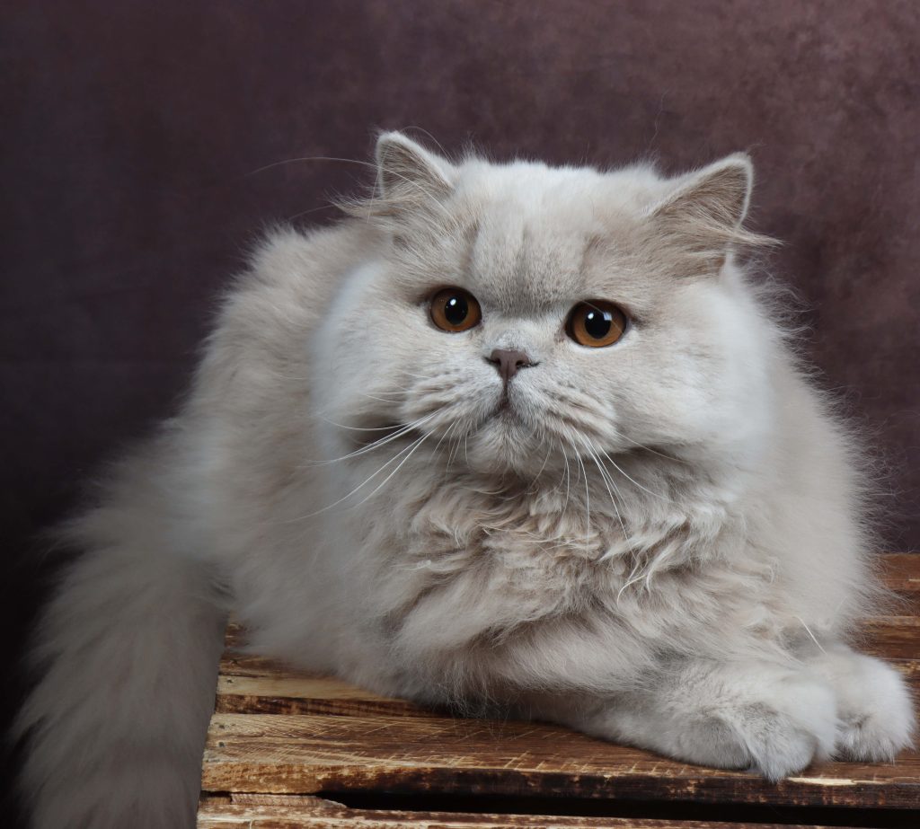 British Longhair lilas