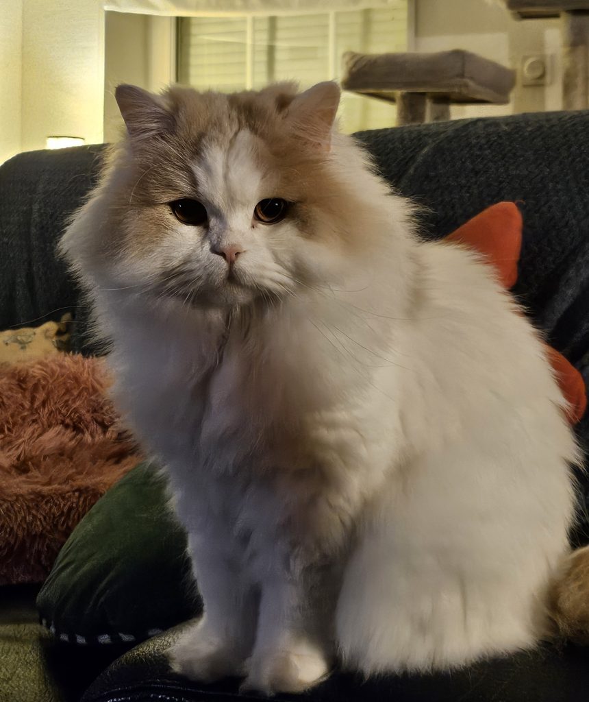 Shania, british longhair crème et blanc van